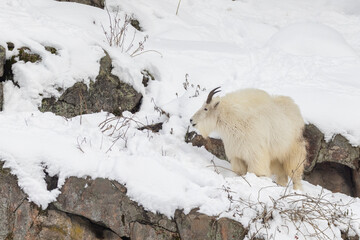 mountain goat (Oreamnos americanus), also known as the Rocky Mountain goat