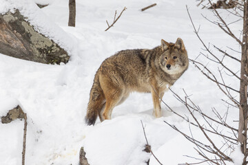 coyotes (Canis latrans) in winter