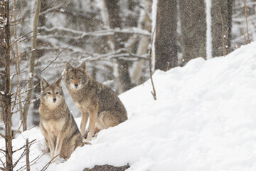 Fototapeta premium coyotes (Canis latrans) in winter