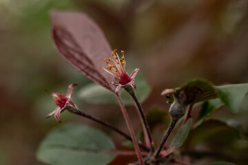 ovaries of an ornamental apple tree close up