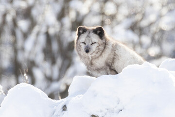 Arctic fox (Vulpes lagopus) in winter