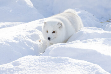 Arctic fox (Vulpes lagopus) in winter