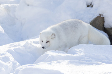 Arctic fox (Vulpes lagopus) in winter