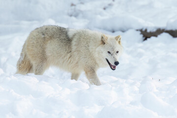 Fototapeta premium Arctic wolf (Canis lupus arctos) in winter 