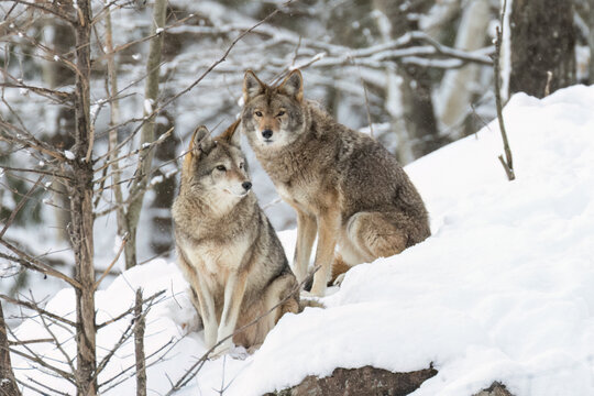 coyotes (Canis latrans) in winter