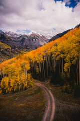View from a gondola of tall aspen trees and people walking, scenic views in Telluride, Colorado in the fall