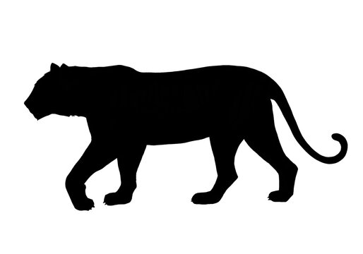 Silhouette of walking tiger on white background 