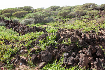 Volcanic rocks of the south Tenerife with fresh green grass after the rain