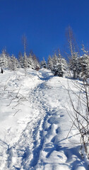 Obraz premium clear sunny day in the winter forest high in the mountains. the rays of the sun sparkle on the snow-covered branches of coniferous trees. enjoying the beauty of the winter forest. winter fairy tale