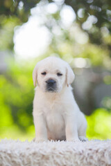 Labrador retriever puppies in the park