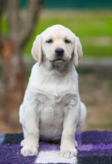 Labrador retriever puppies in the park