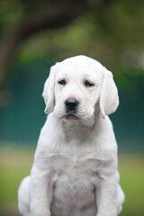 Labrador retriever puppies in the park