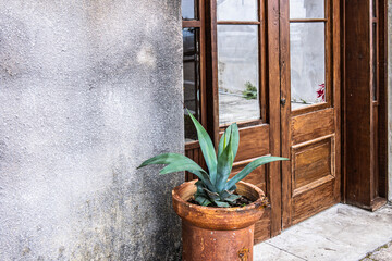 An old, wooden, double door with windows and an aloe plant in a rustic pot. 