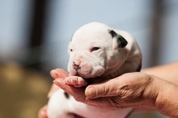 Newborn American Staffordshire Pit Bull Terrier puppies