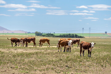 Fototapeta na wymiar Group of Polled Hereford cows grazing in a field in Argentina