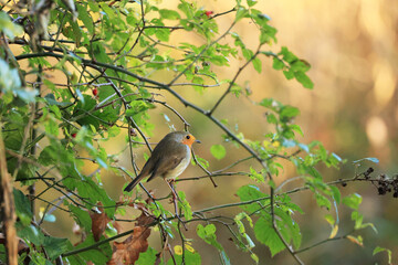 ヨーロッパコマドリ