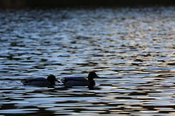 夕暮れの鴨のつがい