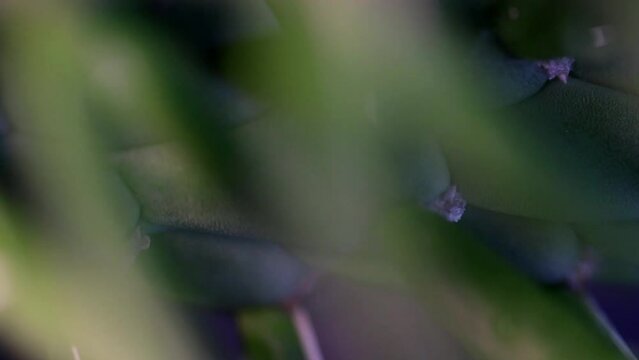 Macro gota de agua no galho de um cacto