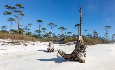An old stump on a white beach with a sand dunes and a pine forest at Stump Hole beach in Florioda.