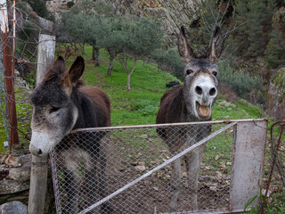 Two Donkeys Olive Grove
