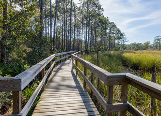 A boardwalk over a wetland along the edge of pine woods.