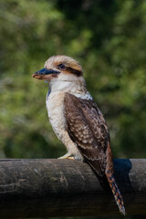 kookaburra bird of prey