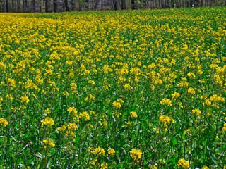 Rapeseed field with lush green and a forest edge in the background