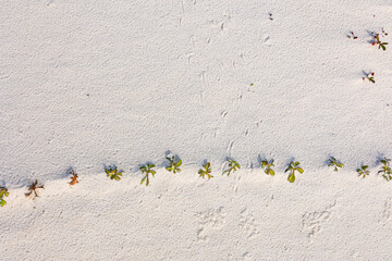 A beach morning glory vine in the sand.