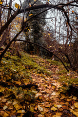 Bosque de otoño 