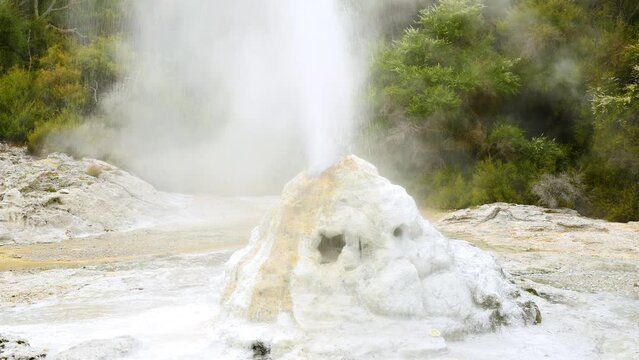 Lady Knox Geyser in the Taupo Volcanic Zone on the North Island of New Zealand.
