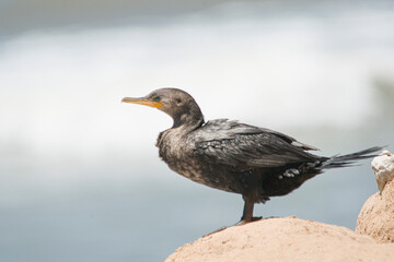 Cormorant perched on a rock , in the seashore