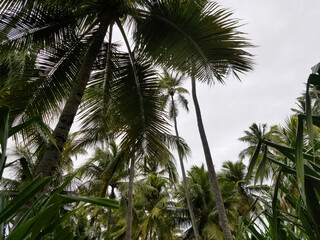 Obraz premium palm tree in the wind