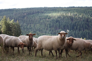 Sheep In The Black Forrest, Germany
