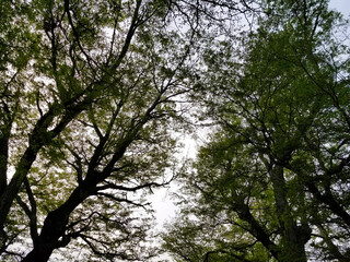 trees in the forest