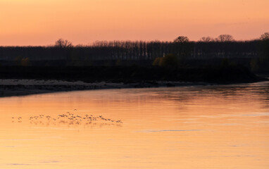 Fototapeta premium Flight of birds over the river Po. Cremona. 