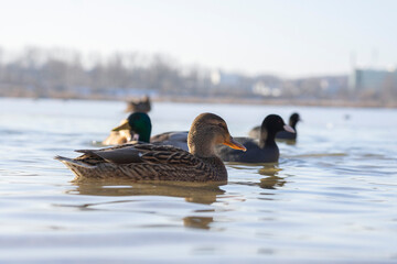 Kaczki na jeziorze wczesną wiosną. © Roman Trojanowski