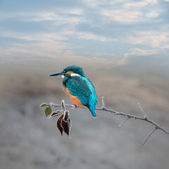 Cute little common kingfisher (Alcedo atthis) also known as Eurasian kingfisher or river kingfisher perched on a twig.