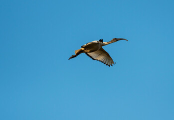 Obraz premium The African sacred ibis in the Po Valley.