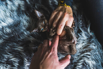 Close-up of two hands playing with Devon Rex kitten. High quality photo