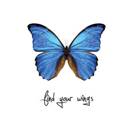 find your wings slogan with morpho butterfly on white background