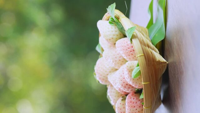 Pink snow strawberry in wooden basket on blurred greenery background, White and Pink snow Strawberries on wooden table in garden.