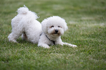The cute white curly Bison dog on the walk. French bison sitting on the grass and makes perfect pose for photo shooting. © Bojan