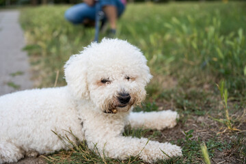 The cute white curly Bison dog on the walk. French bison sitting on the grass and makes perfect pose for photo shooting.