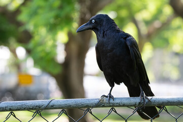 Torresian Crow