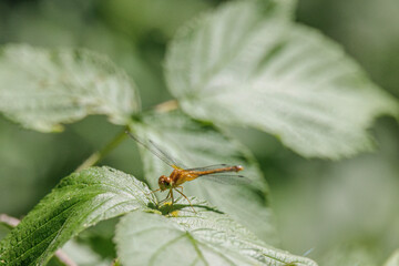 Autumn Meadowhawk, Sympetrum vicinum, eating an insect