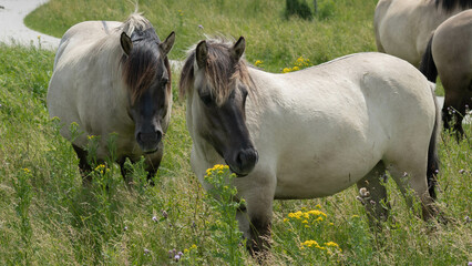 Two konik horse, konikpaarden in Oostvaardersplassen, Flevoland, Netherlands © Marijke