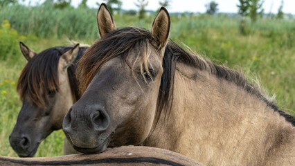 Close up of a Konik horse, konikpaard in Oostvaardersplassen, Flevoland, Netherlands © Marijke