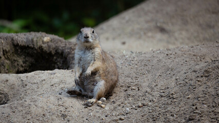 Black-tailed prairie dog looking towards camera