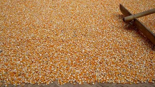 Corn Seeds, Corn Seeds Drying Process. Drying Corn Seeds Manually