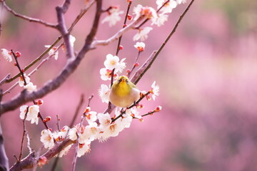 梅の枝にとまって正面を向いた可愛いメジロ